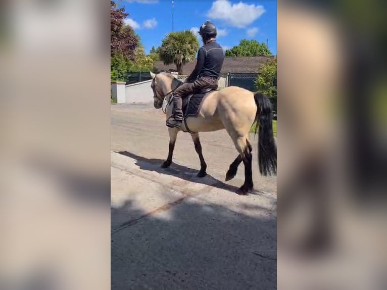 Connemara Ruin 4 Jaar 163 cm Falbe in Dublin