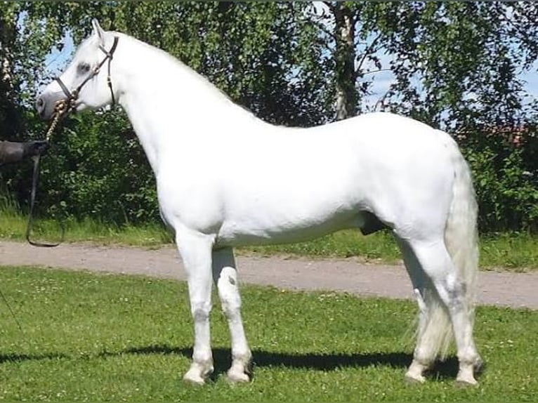Connemara Ruin 5 Jaar 145 cm Appelschimmel in Lisberg