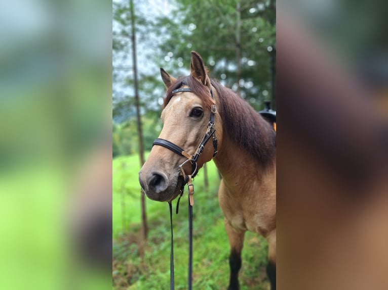 Connemara Mix Ruin 5 Jaar 145 cm Falbe in Seelbach