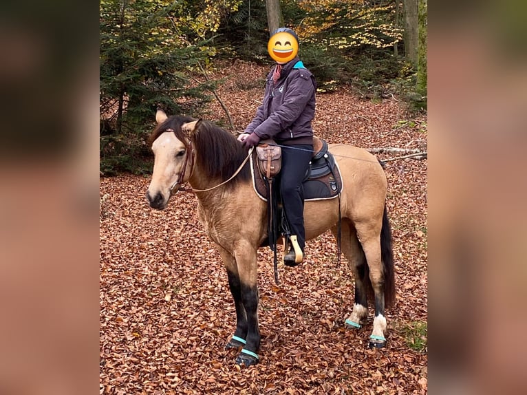 Connemara Mix Ruin 5 Jaar 145 cm Falbe in Seelbach