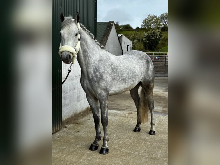 Connemara Ruin 5 Jaar 148 cm Schimmel in Sligo