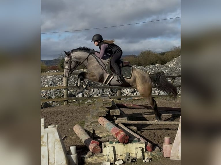 Connemara Ruin 5 Jaar 148 cm Schimmel in Sligo