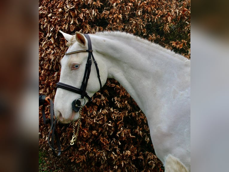 Connemara Ruin 5 Jaar 148 cm Schimmel in Sligo