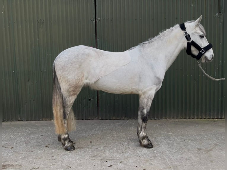 Connemara Ruin 5 Jaar 148 cm Schimmel in Sligo