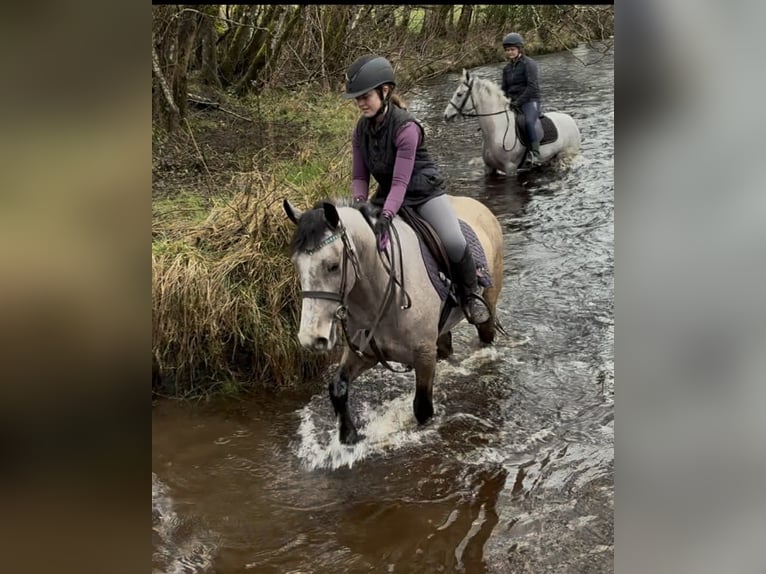 Connemara Ruin 5 Jaar 148 cm Schimmel in Sligo