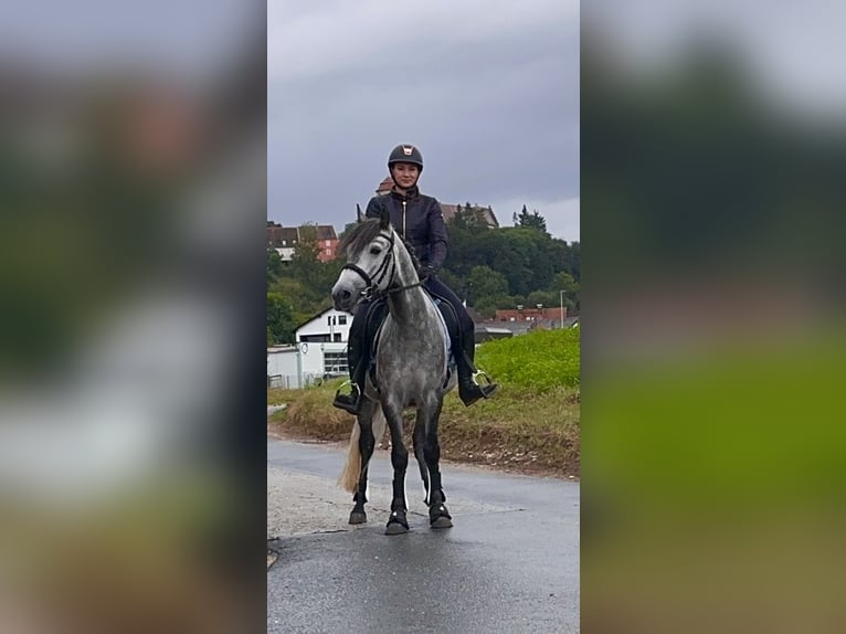 Connemara Ruin 5 Jaar 150 cm Brown Falb schimmel in Lisberg