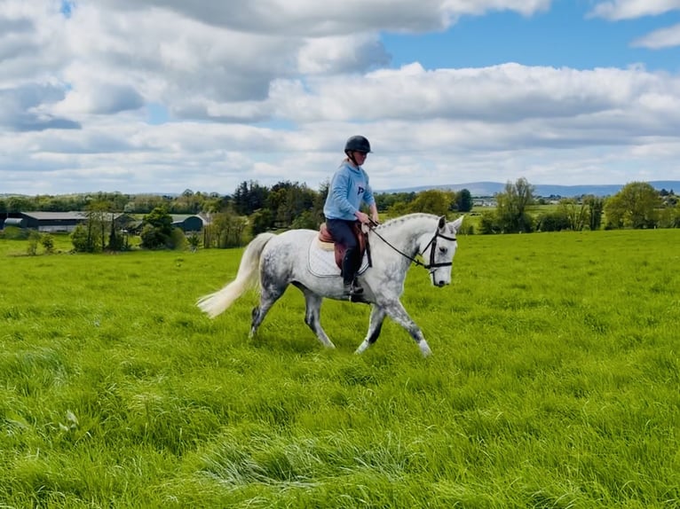 Connemara Ruin 5 Jaar 150 cm Schimmel in Laois