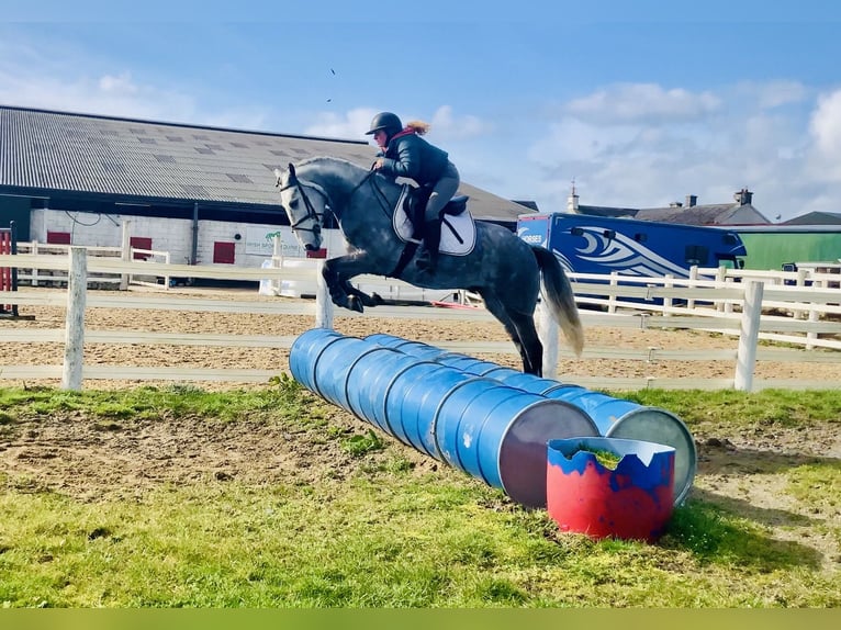 Connemara Ruin 5 Jaar 152 cm Appelschimmel in Mountrath