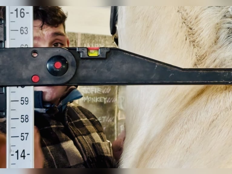 Connemara Ruin 5 Jaar 152 cm Falbe in Mountrath