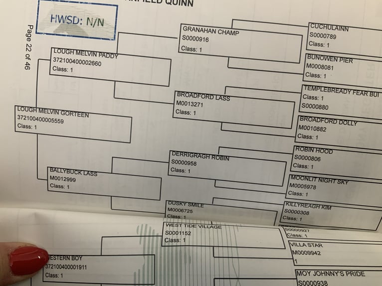 Connemara Ruin 5 Jaar 152 cm Schimmel in Mountrath