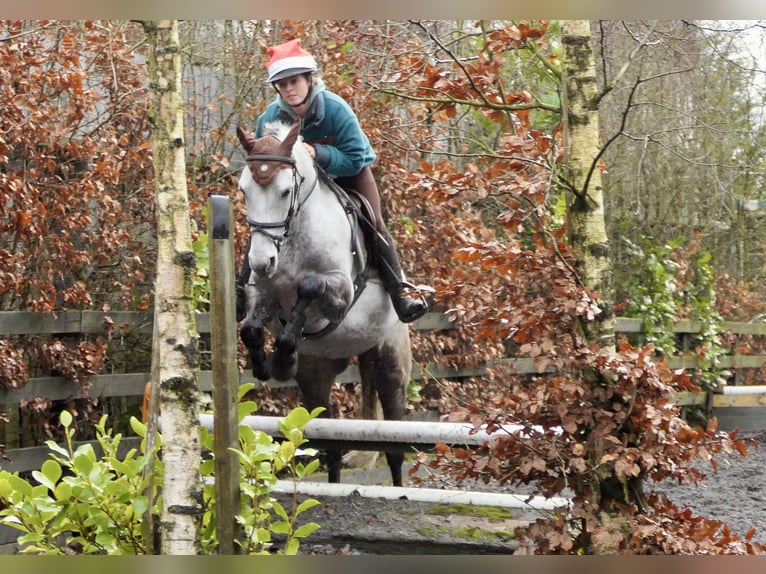 Connemara Ruin 5 Jaar 152 cm Schimmel in Mountrath