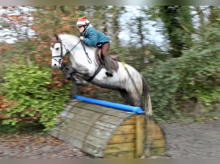 Connemara Ruin 5 Jaar 152 cm Schimmel in Mountrath