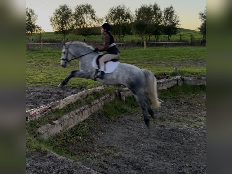 Connemara Ruin 5 Jaar 152 cm Schimmel in Mullingar