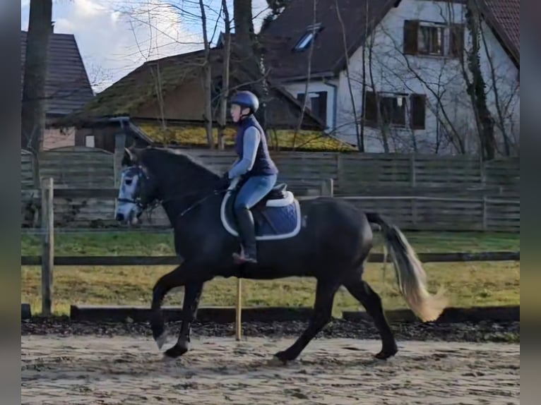 Connemara Ruin 5 Jaar 153 cm Zwartschimmel in Biel-Benken