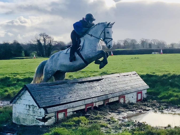 Connemara Ruin 5 Jaar 155 cm Schimmel in Mountrath