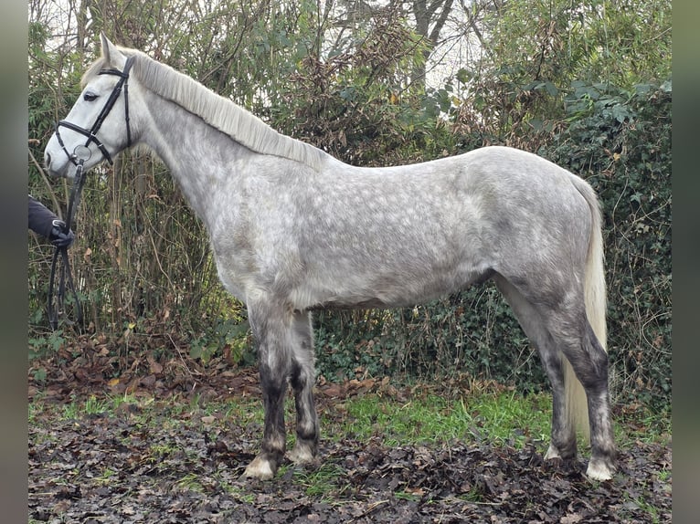 Connemara Ruin 5 Jaar 156 cm Appelschimmel in Wachtendonk