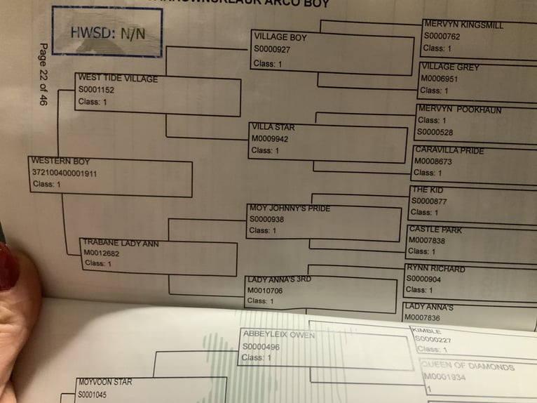 Connemara Ruin 5 Jaar 156 cm Falbe in Mountrath