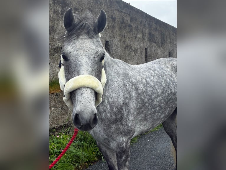 Connemara Ruin 5 Jaar 158 cm Appelschimmel in Sligo