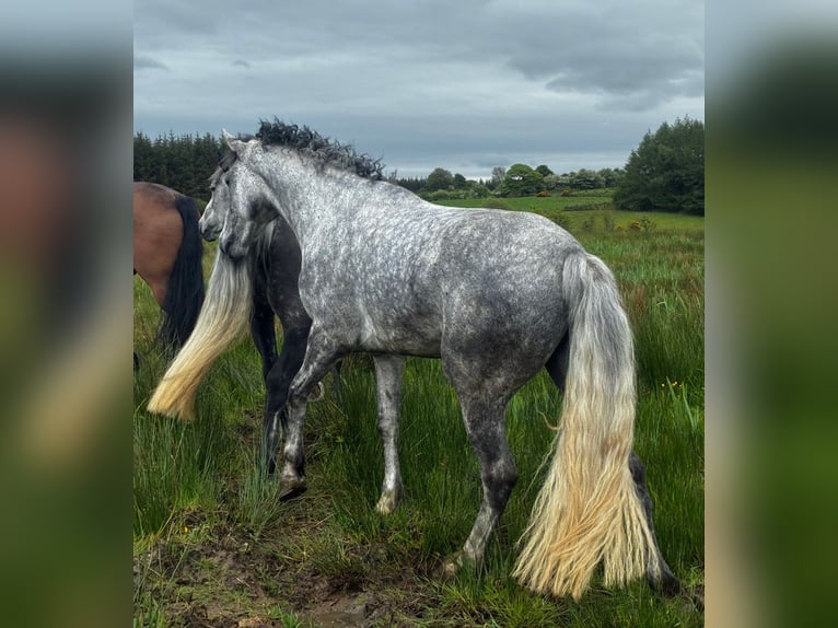 Connemara Ruin 5 Jaar 158 cm Appelschimmel in Sligo