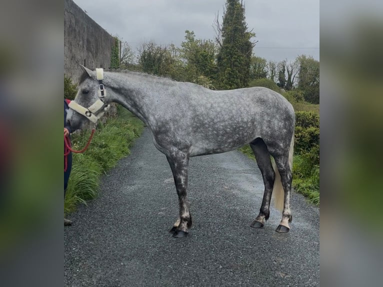 Connemara Ruin 5 Jaar 158 cm Appelschimmel in Sligo