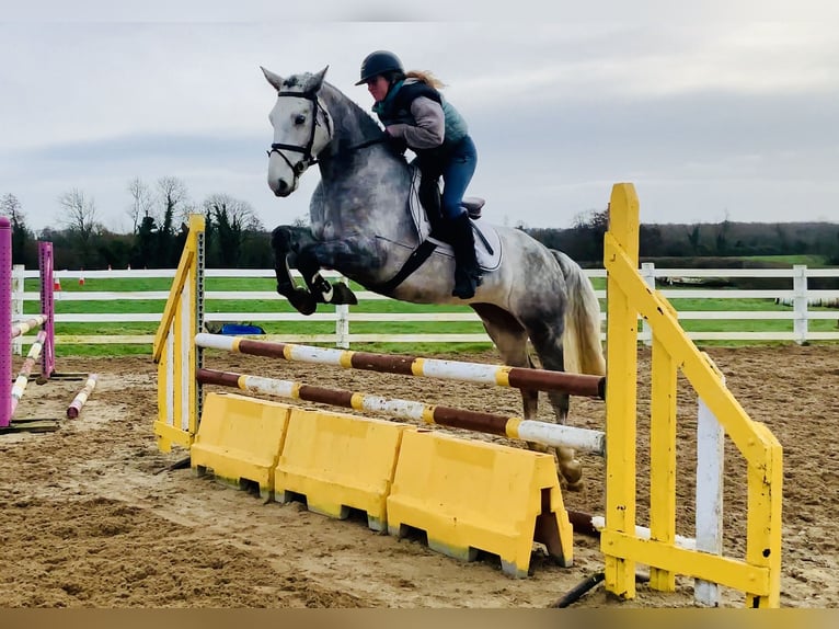 Connemara Ruin 5 Jaar 158 cm Schimmel in Mountrath