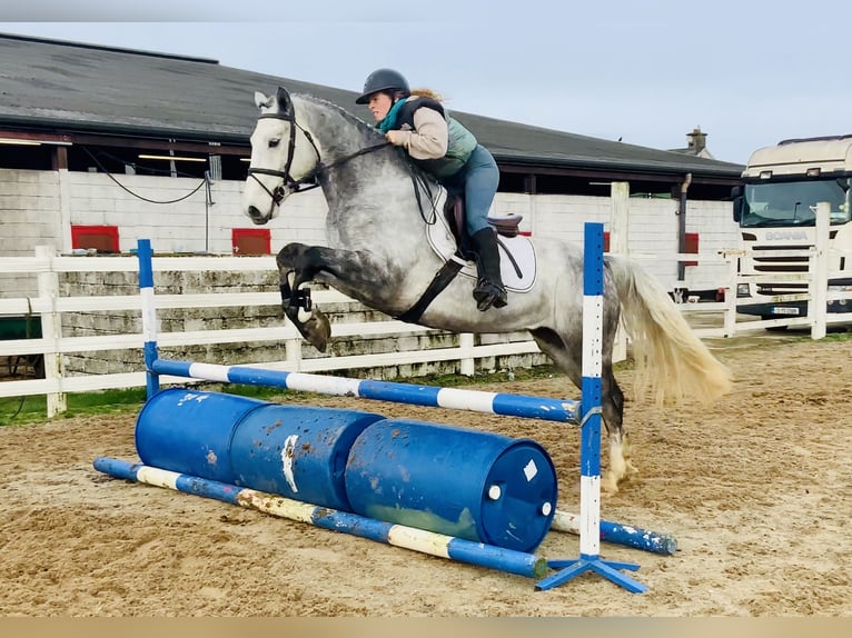 Connemara Ruin 5 Jaar 158 cm Schimmel in Mountrath
