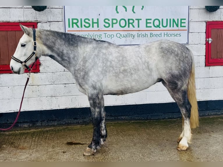 Connemara Ruin 5 Jaar 158 cm Schimmel in Mountrath