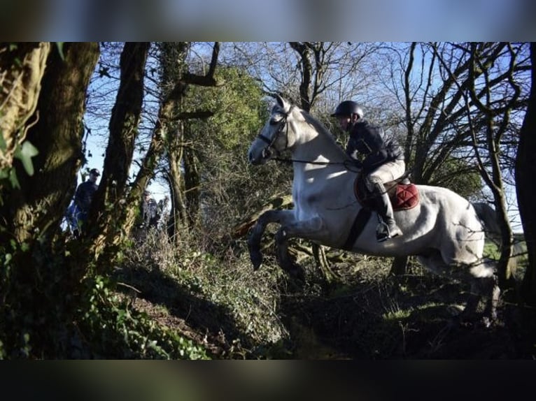 Connemara Ruin 5 Jaar 158 cm Schimmel in Sligo