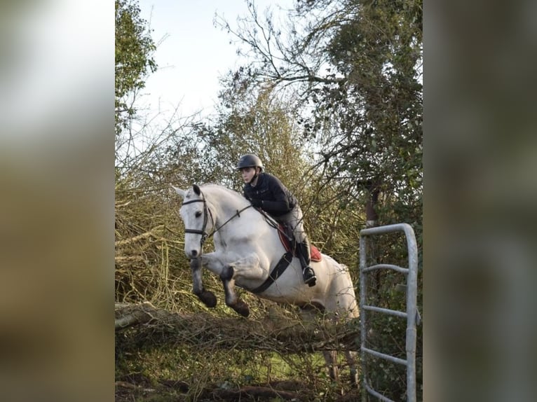 Connemara Ruin 5 Jaar 158 cm Schimmel in Sligo