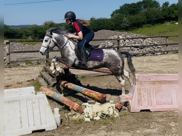 Connemara Ruin 6 Jaar 128 cm Blauwschimmel in Sligo