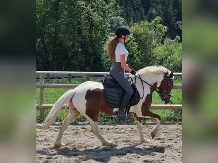 Connemara Ruin 6 Jaar 136 cm Gevlekt-paard in Gummern