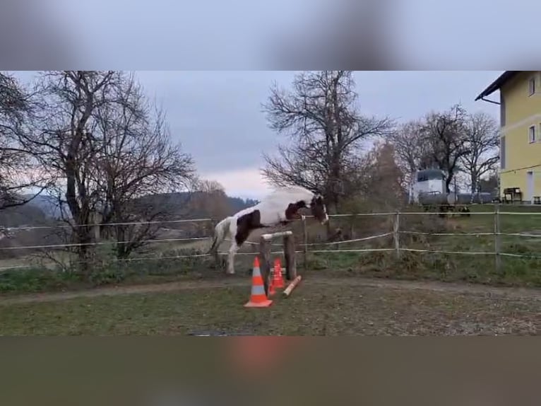 Connemara Ruin 6 Jaar 136 cm Gevlekt-paard in Kantnig