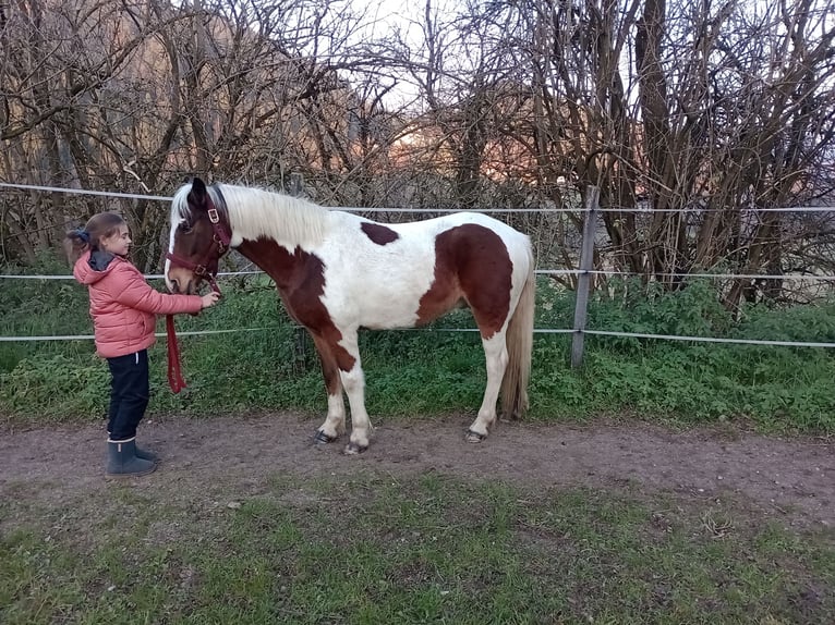 Connemara Ruin 6 Jaar 136 cm Gevlekt-paard in Kantnig