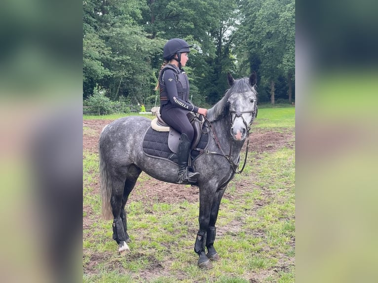 Connemara Ruin 6 Jaar 142 cm Schimmel in ouderkerk aan de amstel