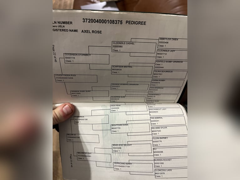 Connemara Ruin 6 Jaar 147 cm Schimmel in Sligo