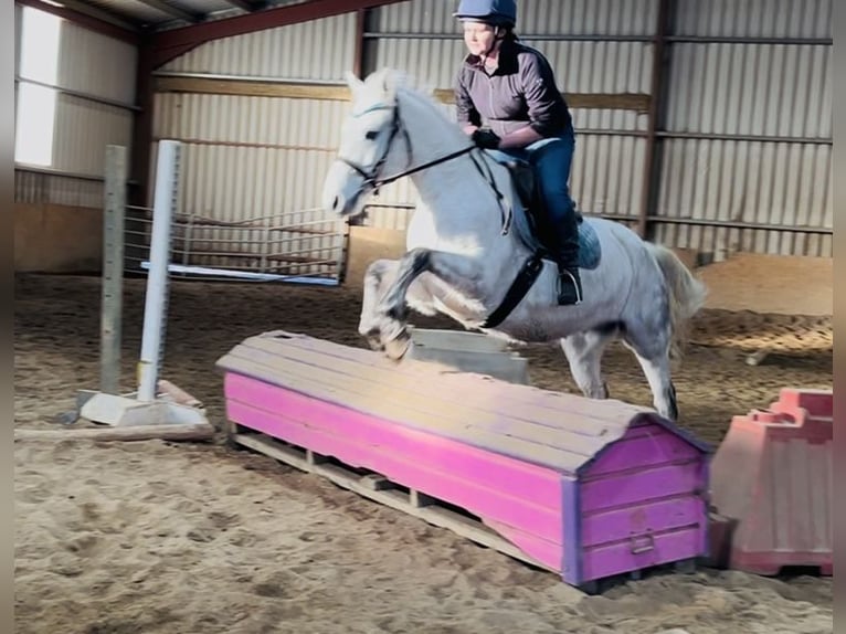 Connemara Ruin 6 Jaar 147 cm Schimmel in Sligo