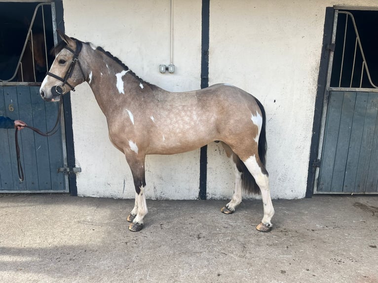 Connemara Mix Ruin 6 Jaar 148 cm Roodbruin in Roscommon