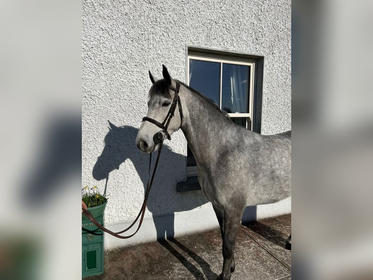 Connemara Mix Ruin 6 Jaar 148 cm Roodbruin in Roscommon