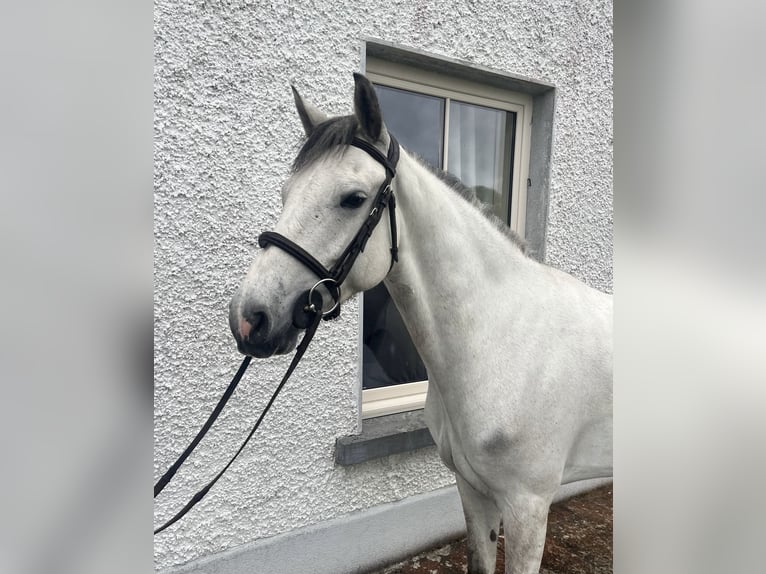 Connemara Mix Ruin 6 Jaar 148 cm Roodbruin in Roscommon