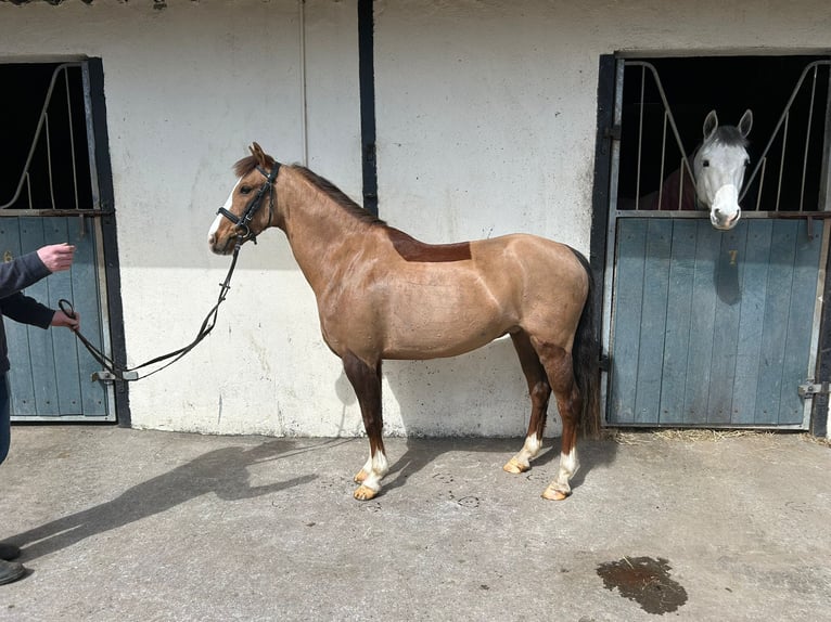Connemara Mix Ruin 6 Jaar 148 cm Roodbruin in Roscommon