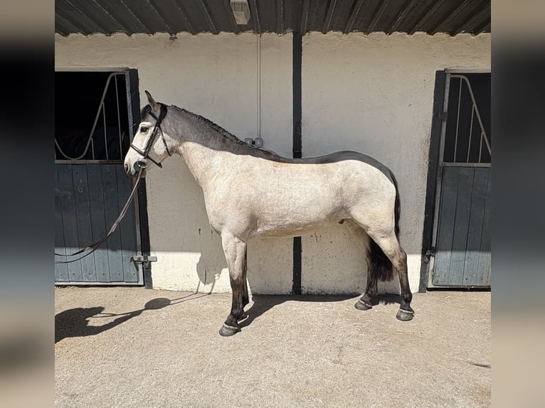 Connemara Mix Ruin 6 Jaar 148 cm Roodbruin in Roscommon