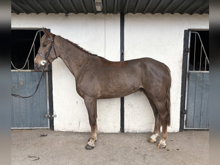 Connemara Mix Ruin 6 Jaar 148 cm Roodbruin in Roscommon