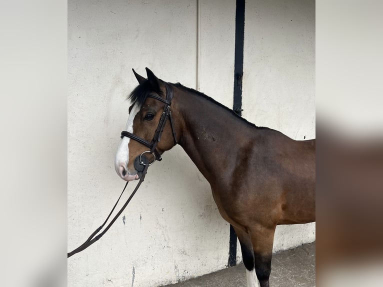 Connemara Mix Ruin 6 Jaar 148 cm Roodbruin in Roscommon