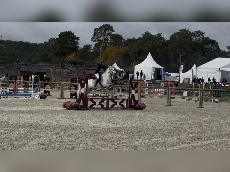 Connemara Ruin 6 Jaar 148 cm Schimmel in Villemer