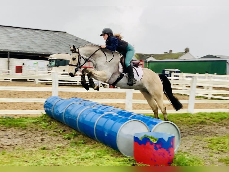 Connemara Ruin 6 Jaar 155 cm Falbe in Mountrath
