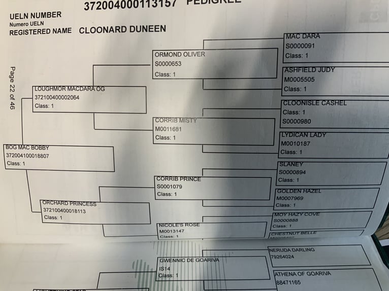 Connemara Ruin 6 Jaar 155 cm Falbe in Mountrath