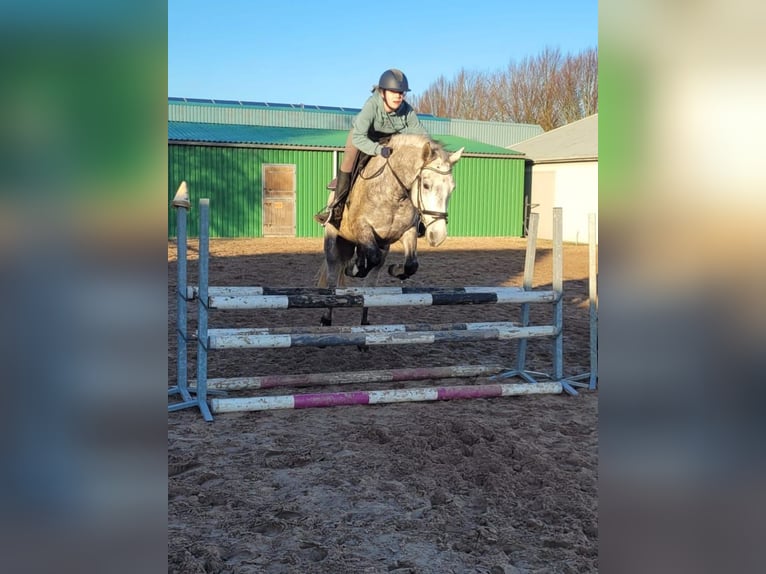 Connemara Ruin 6 Jaar 155 cm Schimmel in Nieuwleusen