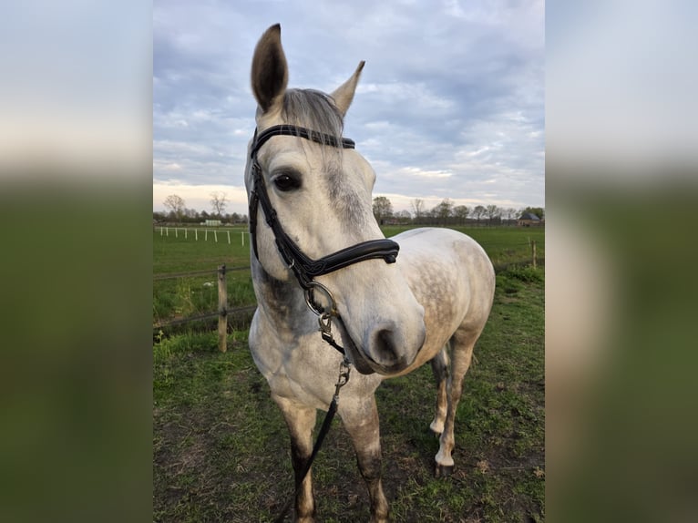 Connemara Ruin 6 Jaar 155 cm Schimmel in Nieuwleusen