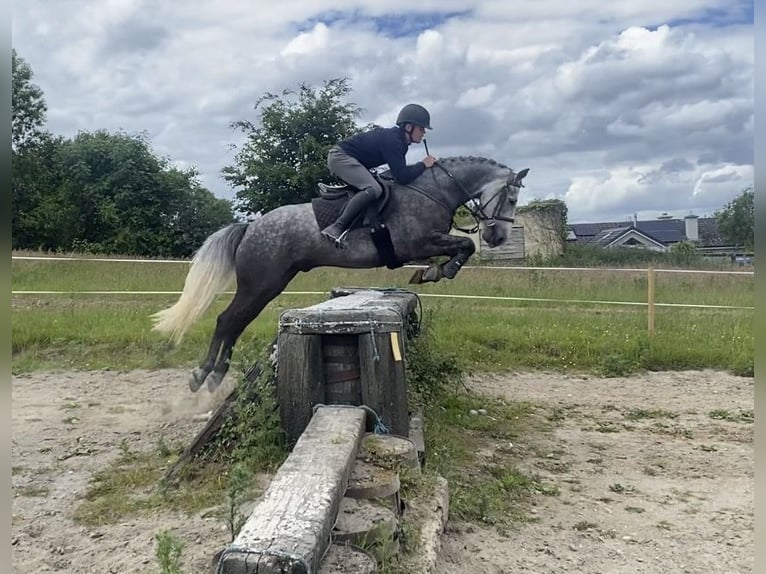 Connemara Ruin 6 Jaar 156 cm Appelschimmel in Westmeath