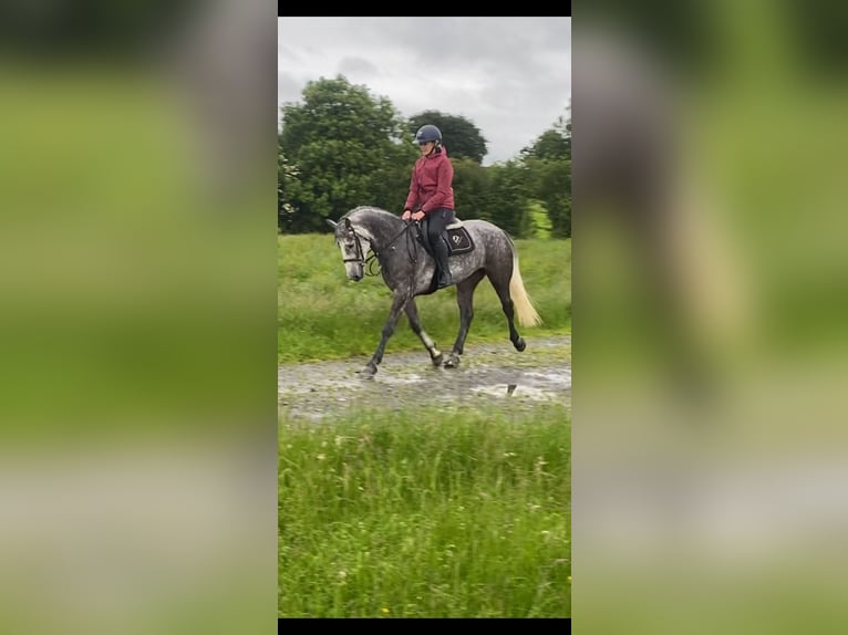 Connemara Ruin 6 Jaar 156 cm Appelschimmel in Westmeath